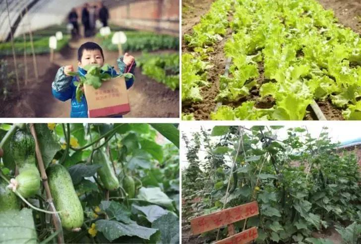 番茄如何赚钱,如何打造一个100亩盈利的农庄