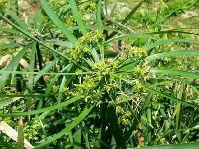 农村常见野花野草,这些野菜农村随处见