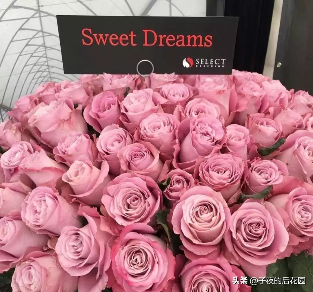 最好的进口玫瑰,进口玫瑰品种