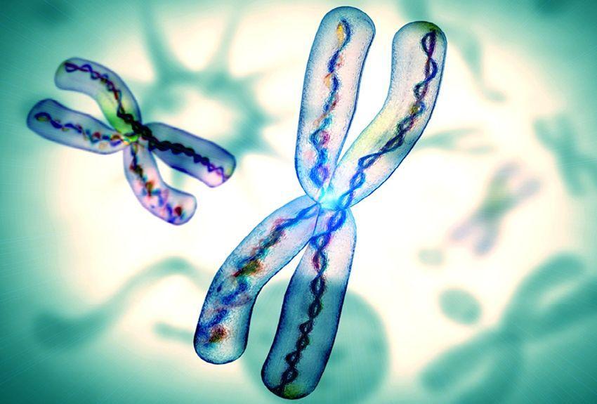 人类禁止*亲近**繁殖，为什么却让狗“回交”？甚至品种越纯越好？