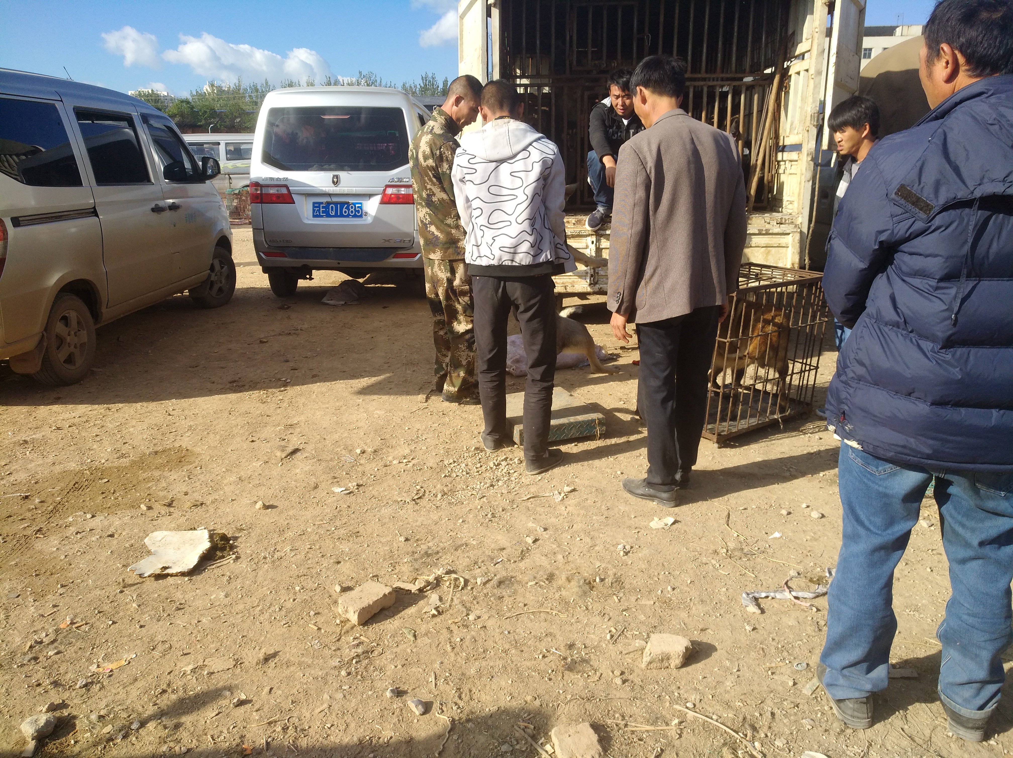 狗市挑便宜又好养的狗狗,哪些的狗便宜又好养