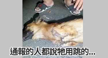 流浪狗脚萎缩只能「袋鼠跳」,生存艰难,终被好心人在车底发现