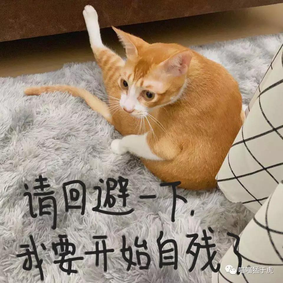 治疗猫咪抑郁症的四个方法图,猫抑郁的最佳治疗方法