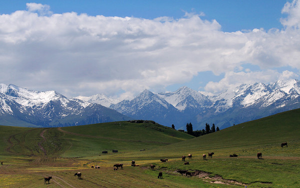 六月底的伊犁雪山,5月的伊犁草原