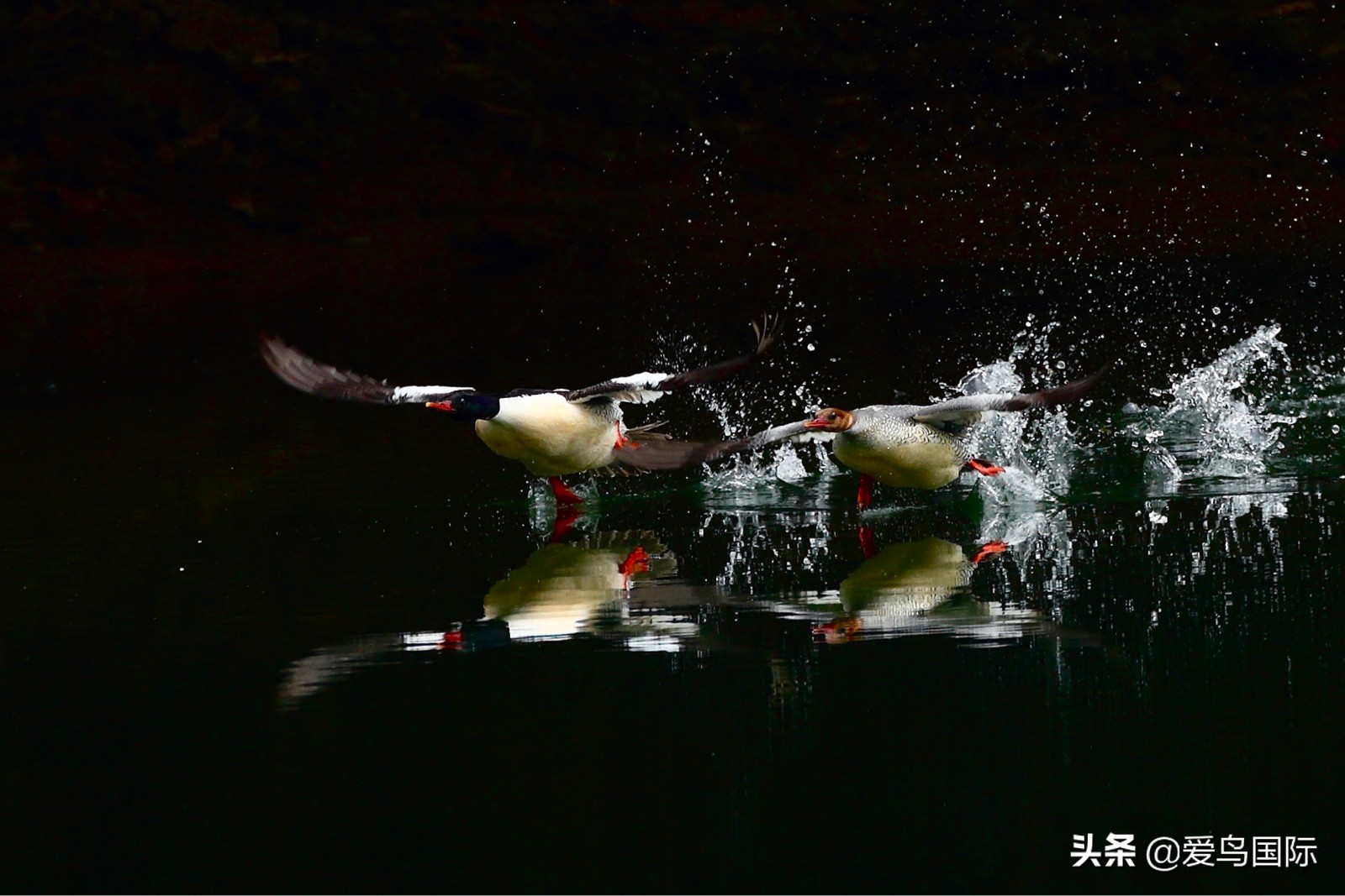 鸟类图片大全大图观赏,鸟类照片合集