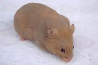 仓鼠的种类及图片大全,加卡利亚仓鼠和叙利亚仓鼠