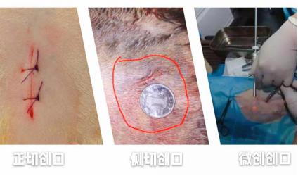 瑞派宠物医院猫咪绝育,瑞派宠物医院绝育套餐