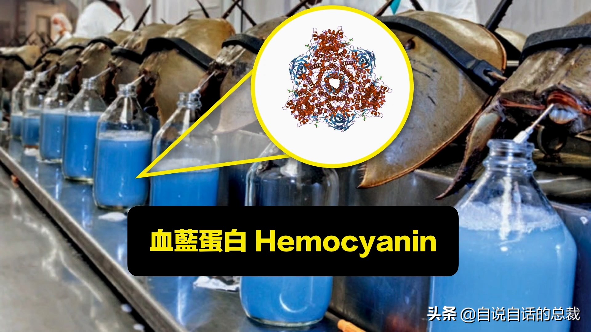 蛏子与小人蚬的区别,贻贝蛤蜊有什么区别