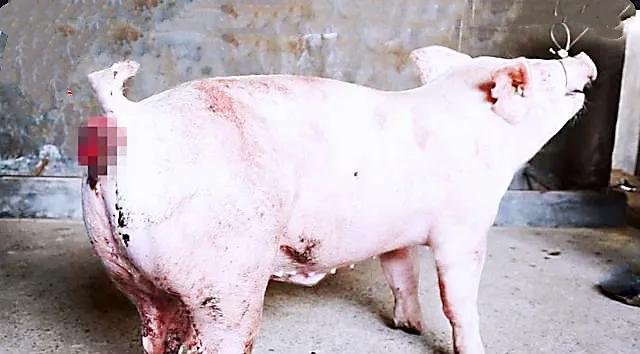 猪脱肛缝合之后拉不出屎怎么处理,猪脱肛的治疗偏方