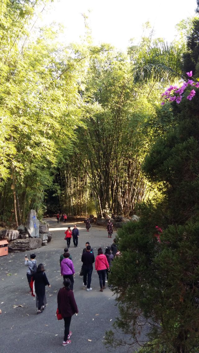 他发明了树木打点滴，到云南不要错过他的珍奇园