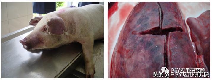 育肥猪呼吸道疾病有哪些,如何防控急性呼吸道疾病