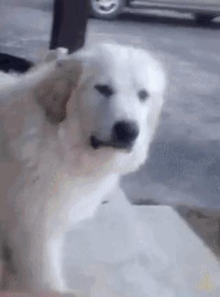 彻底根除耳螨的方法,除螨经验分享