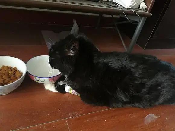 糖尿病患者胆囊炎胰腺炎同时出现,胆囊结石胰腺炎糖尿病