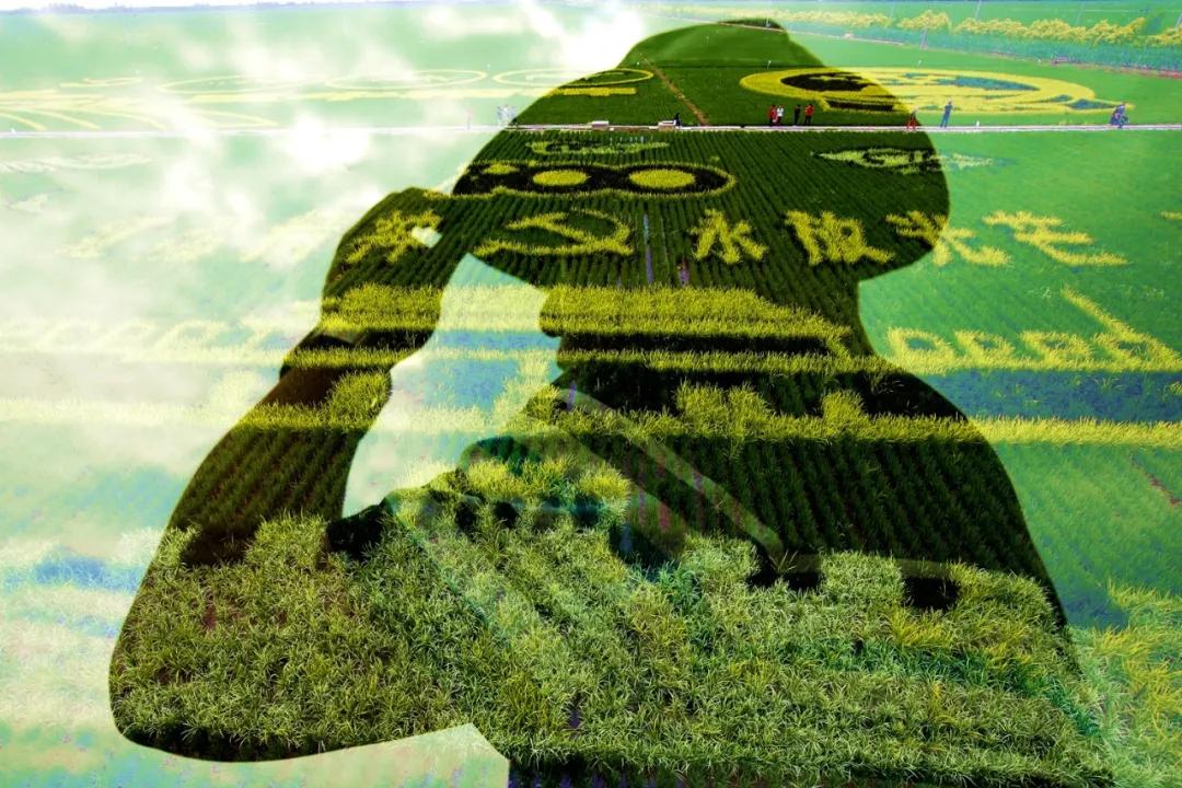 津门网金熙男:最美的稻田