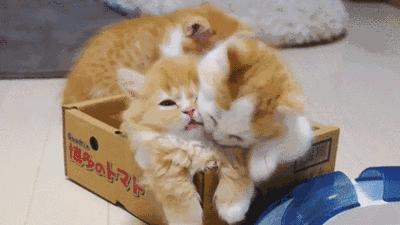 家里养猫但不碰猫也会得猫癣吗,猫得了猫癣怎么治好得快