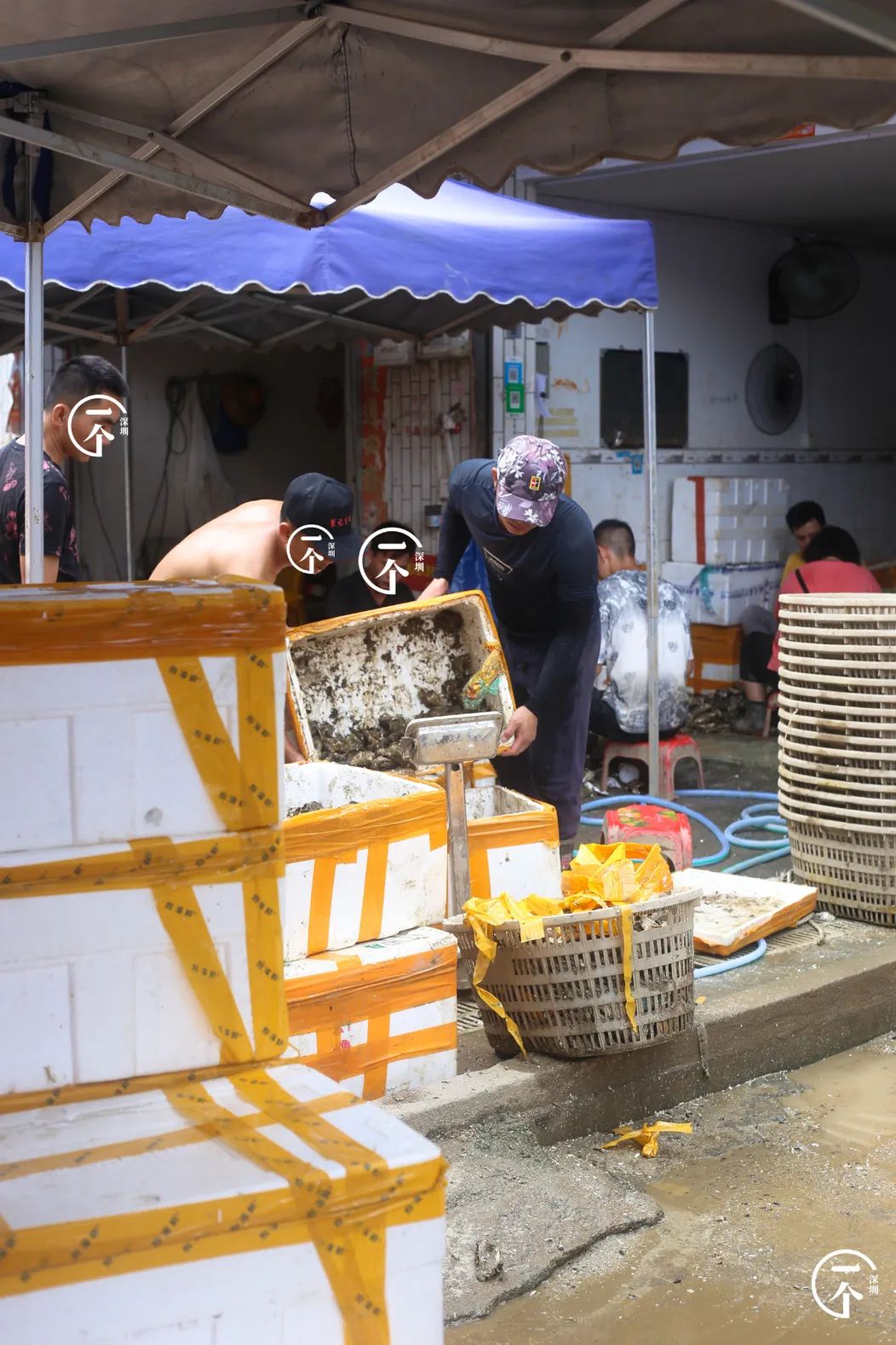 全深圳都要羡慕住在沙井的人,羡慕深圳有房的人