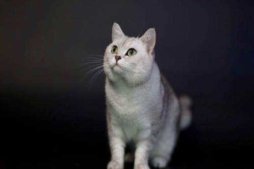 英短渐层和美短渐层的区别,英短金渐层怎么分色号