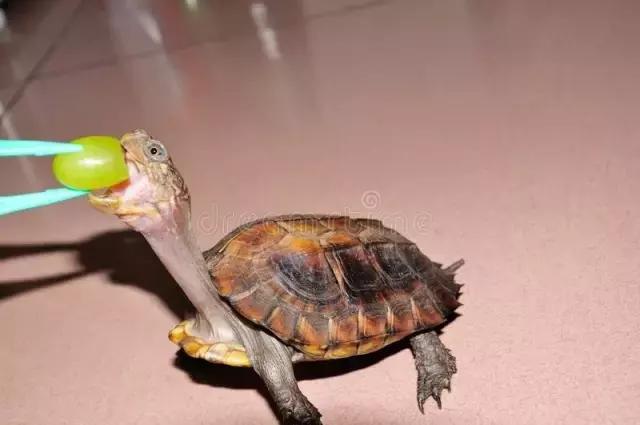 八角灵龟是不是保护动物,锯缘龟八角灵龟