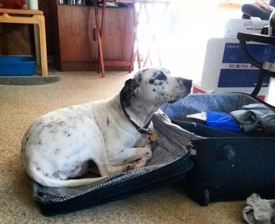 安检行李箱有只猫,网友在机场安检发现行李箱里的猫