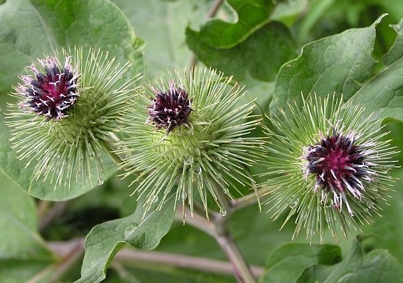 牛蒡子的功能主治,利咽中药牛蒡子