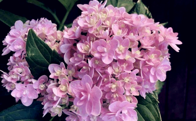 小苏打养花的妙用茉莉可以用吗,养花的技巧小苏打的妙用