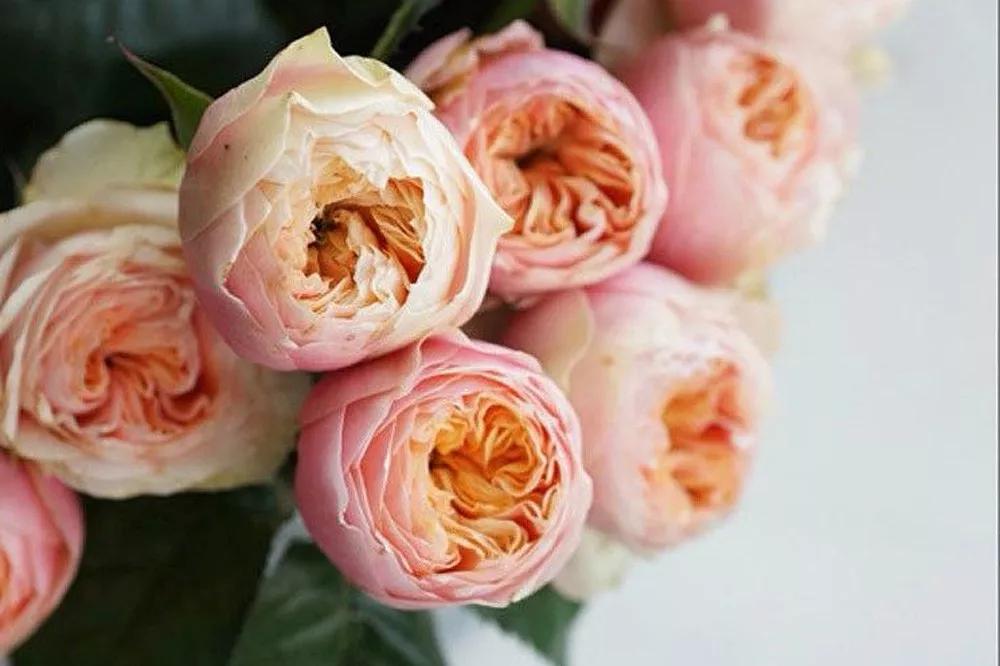 花店常用玫瑰花品种大全,一篇文章带你认识三亚40种花