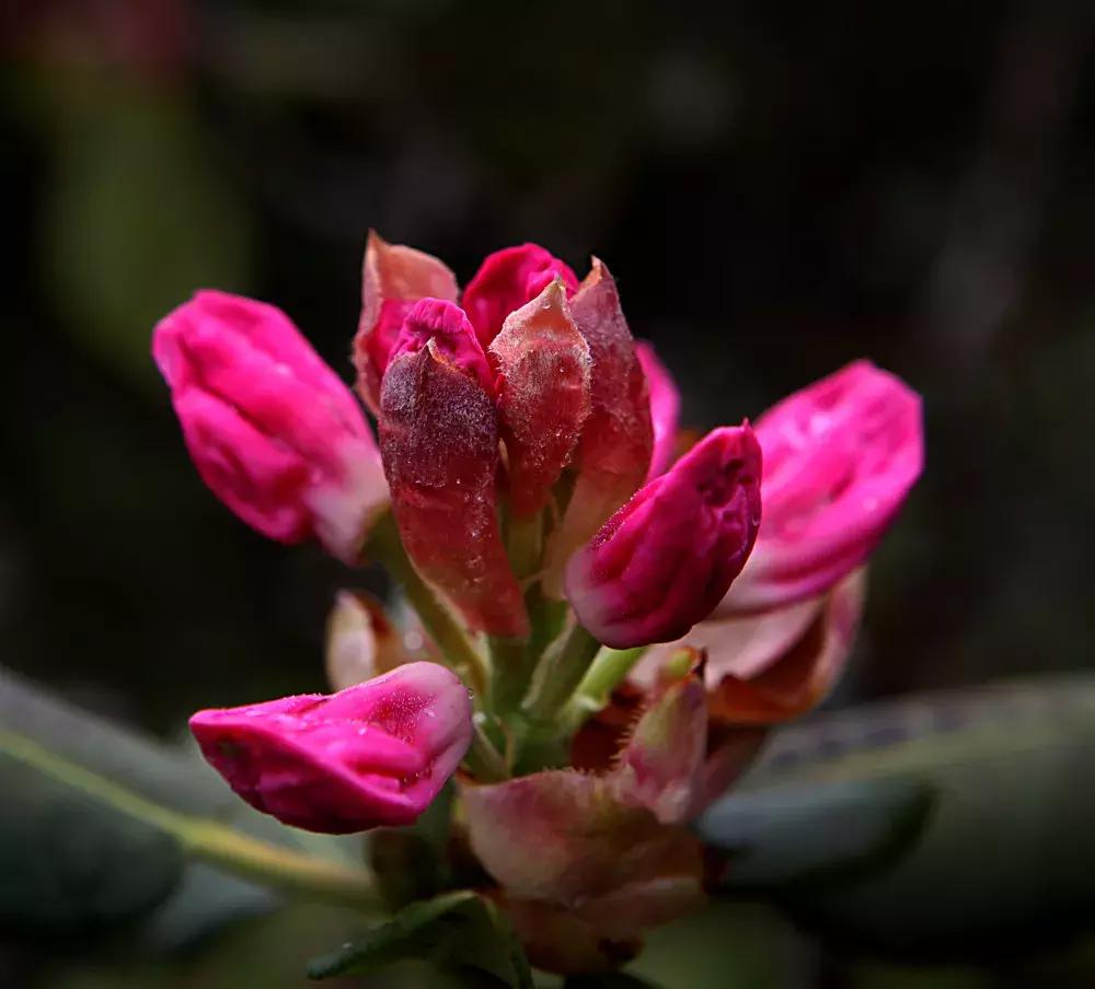 凉山州哪里可以赏花,西昌赏花攻略
