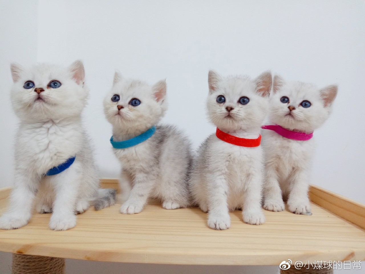 宠物医院到底坑不坑老李,成都不坑的宠物医院