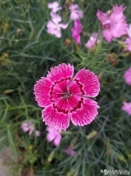 京城新增一“小江南”！免费人少