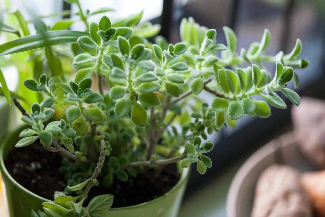 厕所里放一桶水拉屎可以除臭吗,厕所有异味用什么盆栽