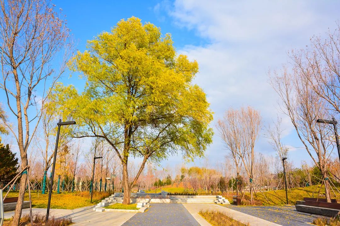 春意盎然北京五大公园,北京区级综合性公园