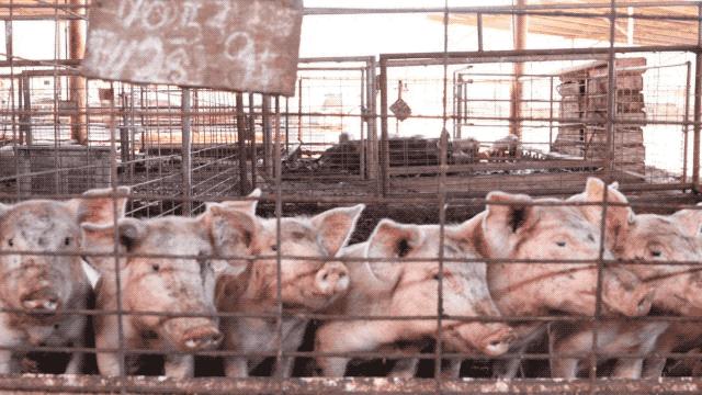 猪不同阶段都需要什么,为什么猪能活到现在