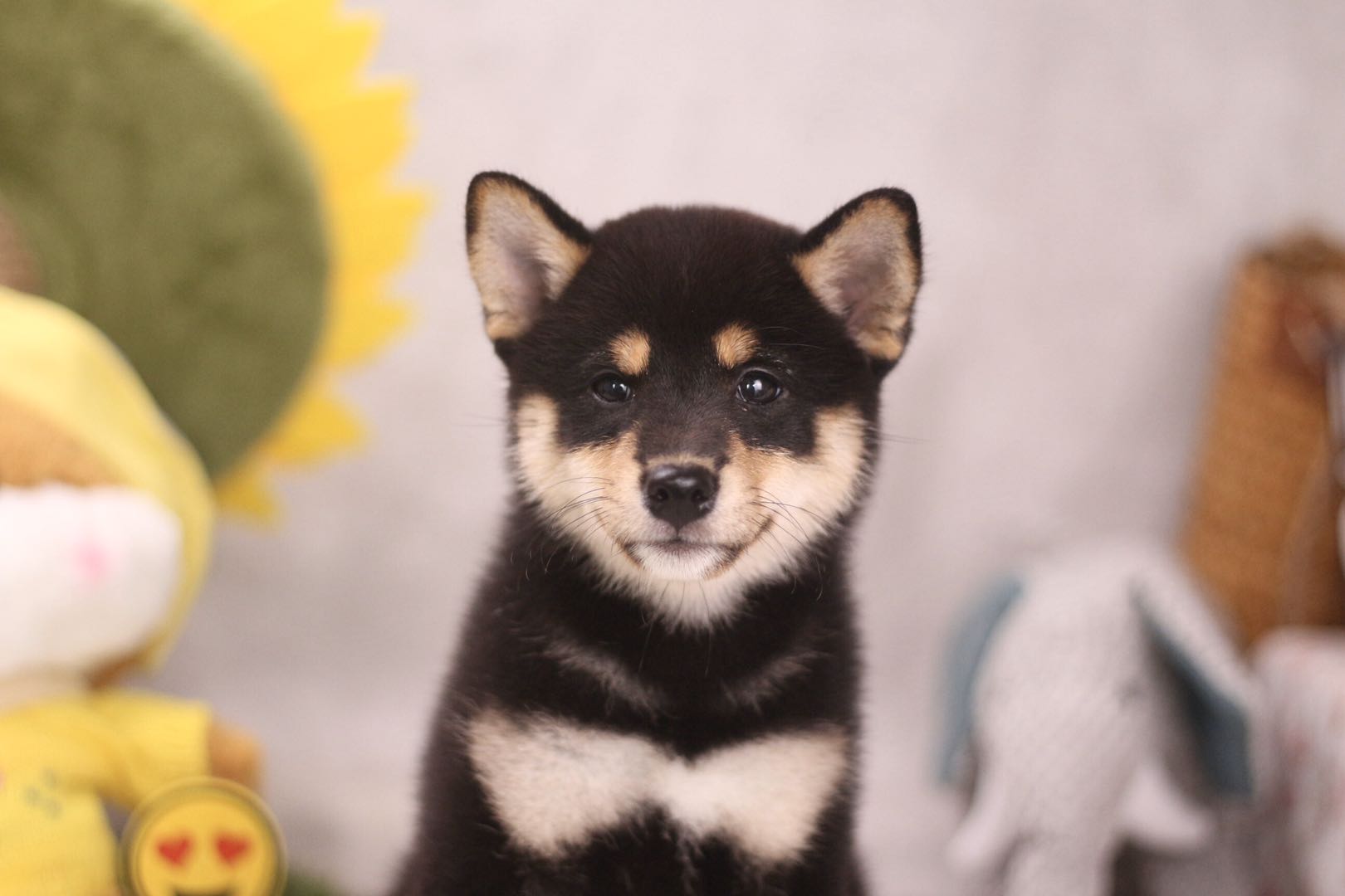 买一条柴犬大概多少钱,现在一只柴犬多少钱哪买最合适