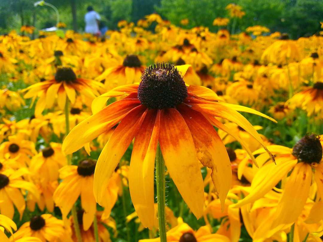 日光菊怎么养护,路边的小野菊怎么养