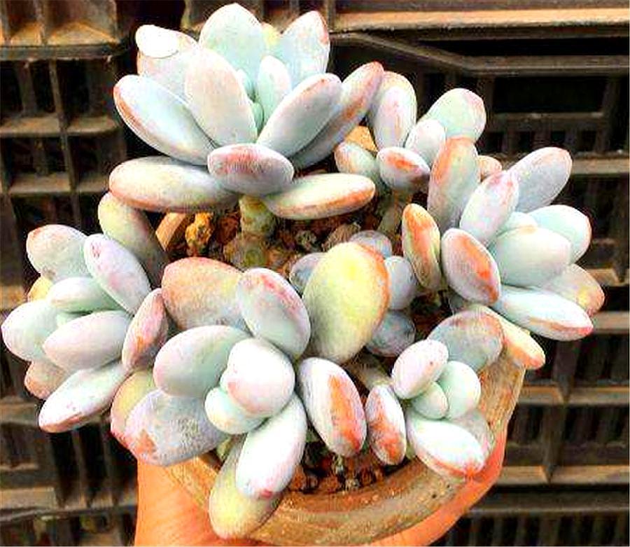 多肉四大美人图片,多肉四大美人长什么样子