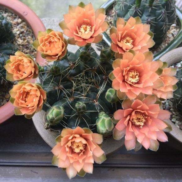 十个仙人球,最新30个仙人球品种