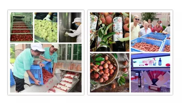 从化岭南荔枝酒,广东从化荔枝酒