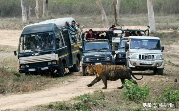 虎王拉贾孩子,虎王拉贾儿子怎么死的