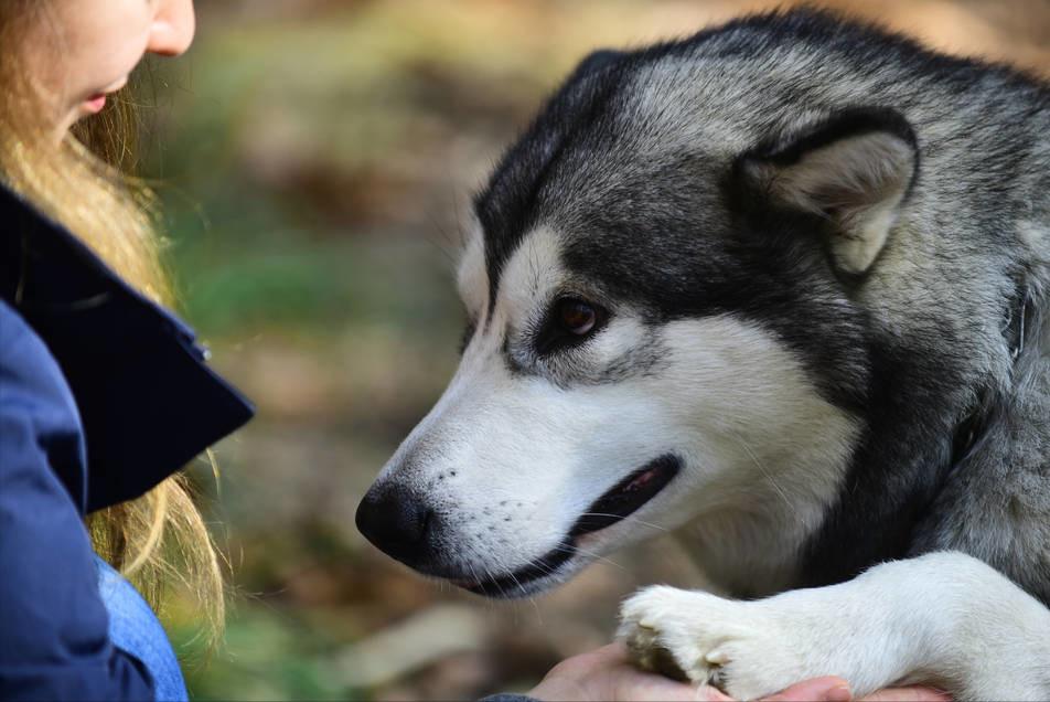 哈士奇的正确养法,正确养哈士奇的方法