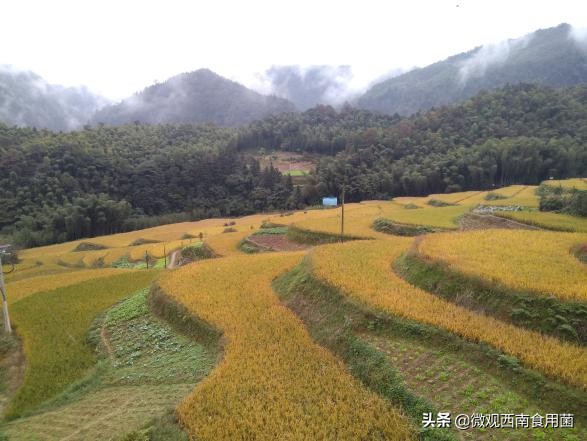 大田种大球盖菇如何冬季出菇,大球盖菇栽培技术分析图