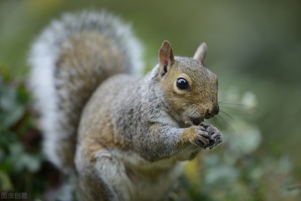 我的“大尾巴”,你在异国他乡还好吗?