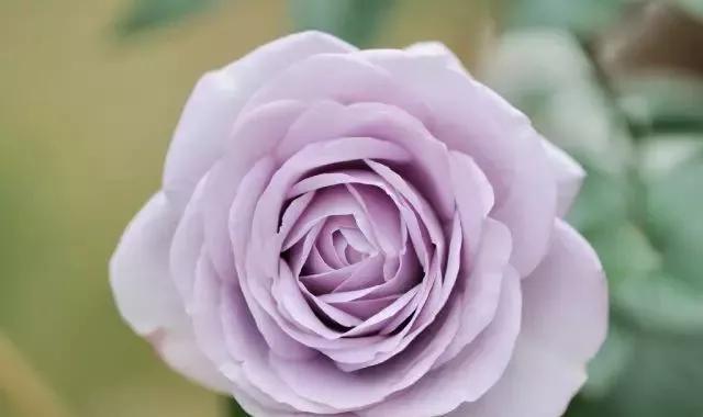 每天学习一点点花卉,100种常见玫瑰品种