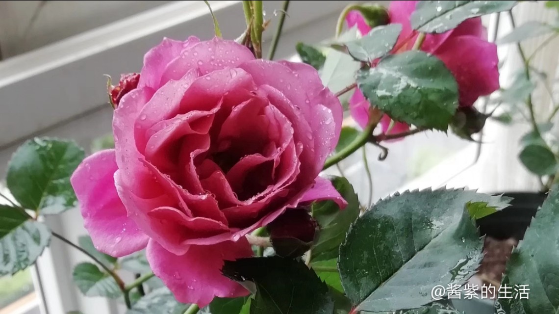 葵系列月季,葵紫色月季