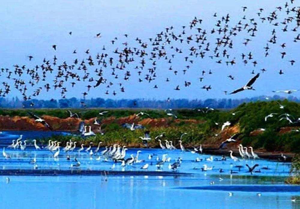 巴西毒蛇岛的蛇有天敌吗,巴西蛇岛每平米1条蛇