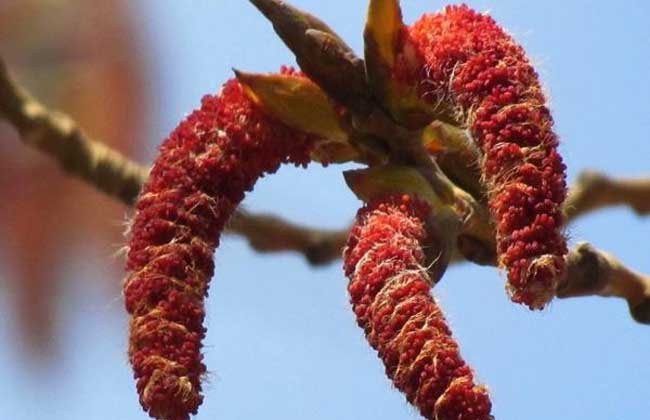 畜禽拉稀用什么药最好,治疗猪牛羊腹泻