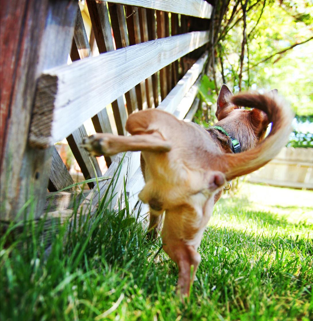 狗狗舔菊花的深意，你了解吗？