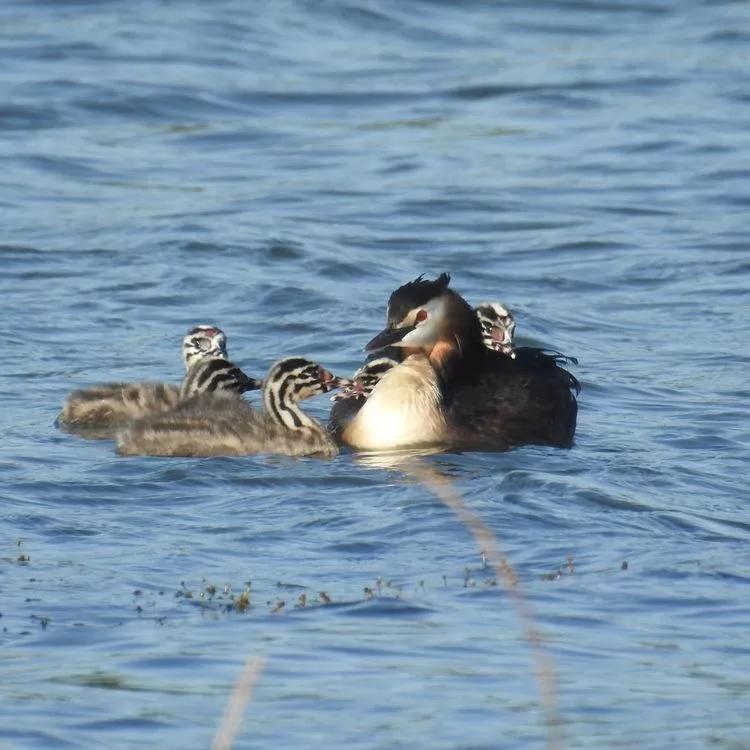 善待动物善待自己也关爱他人,善待动物就是保护自己