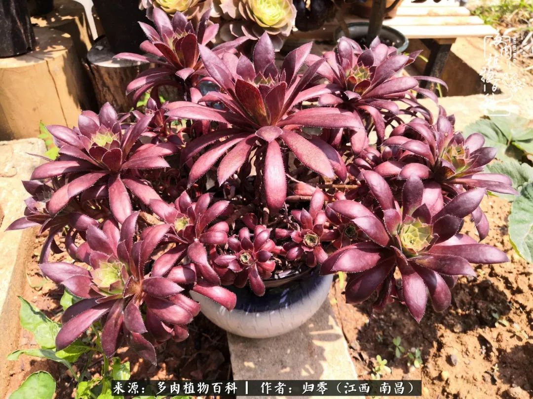 人生转个弯,在小院遇见落入凡间的多肉小精灵