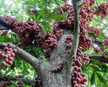 山竹水果为什么贵,山竹结那么多果为什么还那么贵