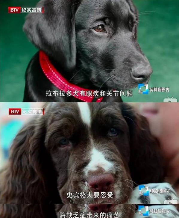 纯种狗狗的缺陷有哪些,各种品种狗狗的基因缺陷